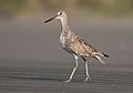 Willet-1APR2017