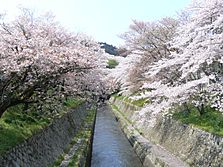 三井寺疎水 - panoramio