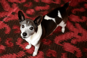 16 year old Rat Terrier