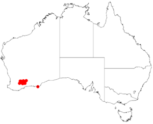 Acacia chrysopodaDistMap187.png