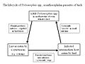 Acanthocephalan life cycle