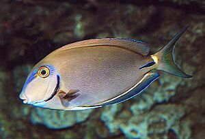 Acanthurus bahianus SI3.jpg