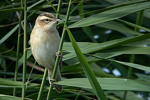 Acrocephalus schoenobaenus 1948