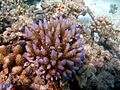 Acropora nasuta Maldives 3