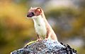 Alaska Weasel