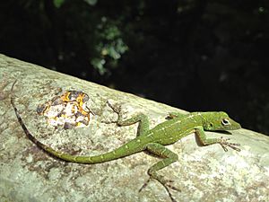 Anolis evermanni