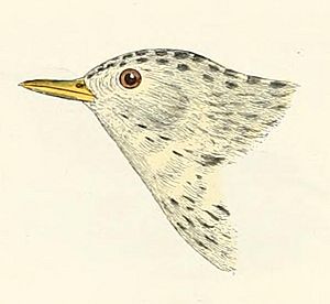 Anthus spragueii 1870.jpg