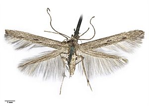 Batrachedra astricta AMNZ21744.jpg