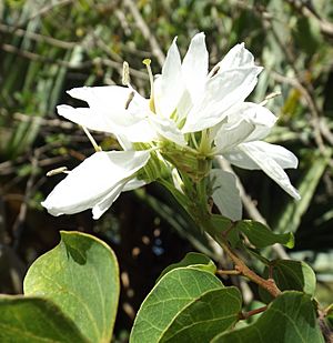 Bauhinia lunarioides.jpg