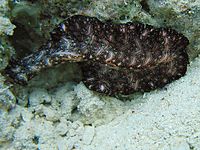 Bedford's Flatworm.jpg