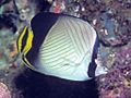 Bep chaetodon decussatus