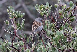 Black-chinned Sparrow (Spizella atrogularis) (8570058461)