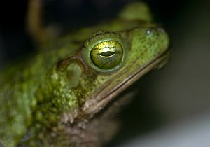 Bufo coniferus