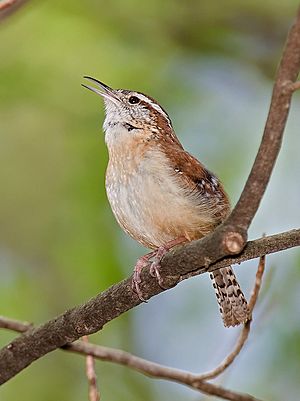 Carolina wren