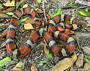 Cemophora coccinea, Scarlet Snake.jpg