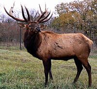 Cervus canadensis2006