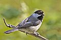 Chickadee - natures pics