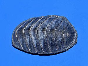 Chitonidae - Chiton glaucus