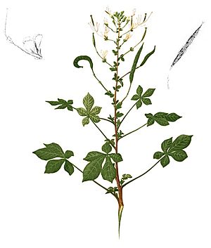 Cleome gynandra Blanco1.233-cropped.jpg