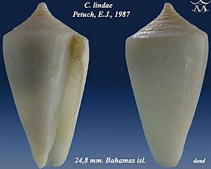 Conus lindae 1.jpg