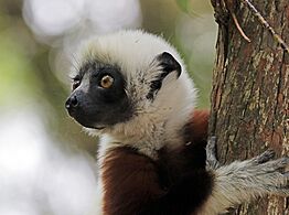 Coquerel's sifaka (Propithecus coquereli) head