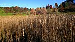 Cornell Arboretum.jpg