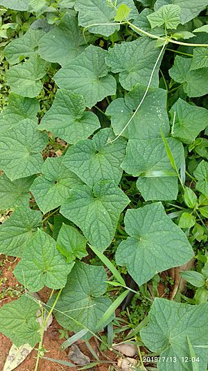 Cucumis prophetarum plant wine.jpg