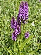 Dactylorhiza praetermissa (plants)