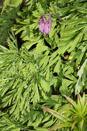 Dicentra formosa 6897.JPG