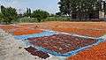 Dried process of apricot fruits