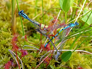 Drosera anglica ne2