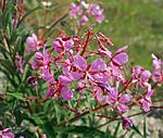 DwFireweed1