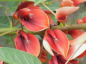 Erythrina crista-galli2