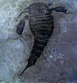 Eurypterus