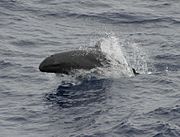 False killer whale 890002.jpg