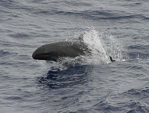 False killer whale 890002