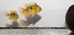 Geophagus brasiliensis c02