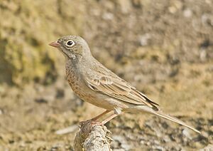 Grey necked Bunting at Rajkot