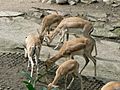 Group of Gazella subgutturosa