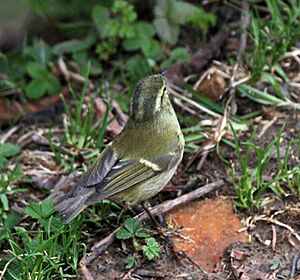 Hume's Warbler I IMG 7299