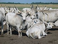 Hungarian Grey Cattle