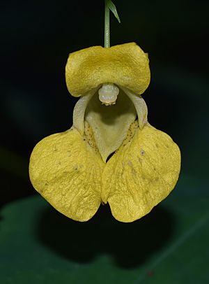 Impatiens pallida.jpg