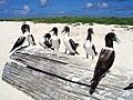 Kure Masked Booby juveniles