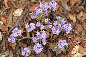 Leucophyllum langmaniae2-Clapiers-5712~2016 10 02.jpg