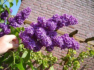 Lilac Bush