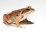 Lithobates sylvaticus (Woodfrog).jpg