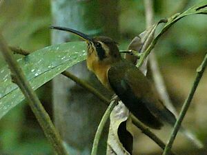Little hermit (Phaethornis longuemareus) - male, French Guiana - 1