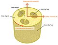 Luffa sponge diagram