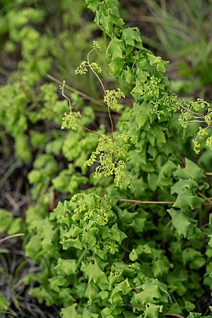 Lygodium palmatum