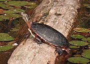 Male Painted Turtle Basking Mirror Image.jpg